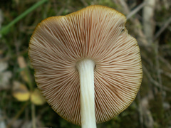 Pluteus chrysophaeus