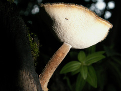 Polyporus lepideus