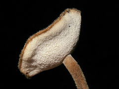 Polyporus lepideus