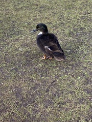 Anas platyrhynchos domesticus