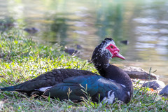 Cairina moschata domestica