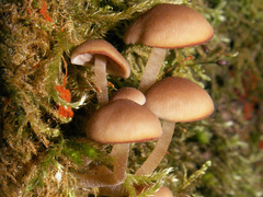 Psathyrella pygmaea