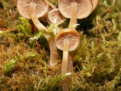 Psathyrella pygmaea