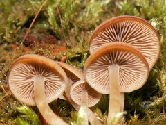 Psathyrella pygmaea