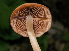 Psathyrella pygmaea