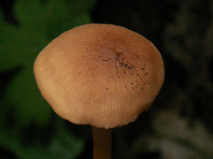 Psathyrella pygmaea