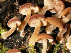 Psathyrella pygmaea