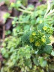 Chrysosplenium japonicum