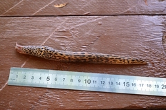 Limax maximus