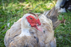 Cairina moschata domestica