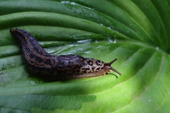 Limax maximus