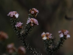 Disparago