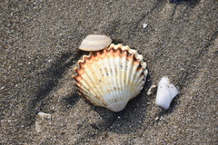 Acanthocardia tuberculata