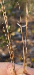 Schizachyrium niveum