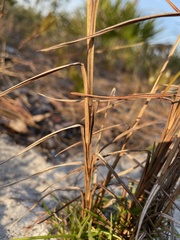 Schizachyrium niveum