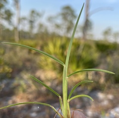 Schizachyrium niveum