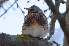Turdus pilaris