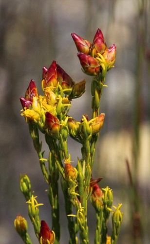 Image of Leucadendron olens by (c) Tony Rebelo, some rights reserved (CC BY-SA)