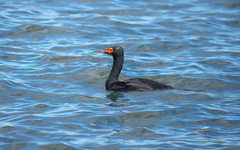 Leucocarbo magellanicus