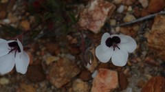 Pelargonium tricolor