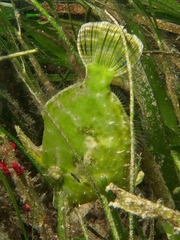 Acreichthys tomentosus