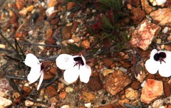 Pelargonium tricolor