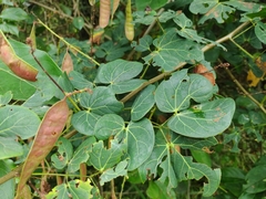 Mimosa colombiana