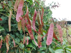 Mimosa colombiana