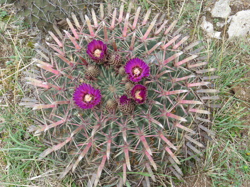 Ferocactus recurvus