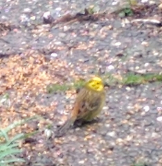 Emberiza citrinella