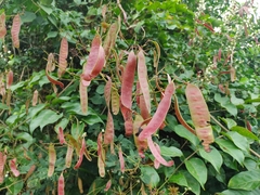 Mimosa colombiana