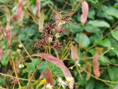 Mimosa colombiana
