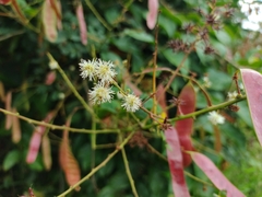 Mimosa colombiana
