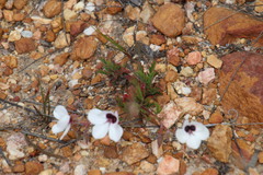Pelargonium tricolor
