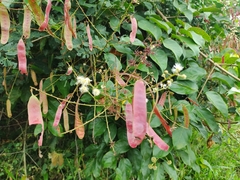Mimosa colombiana