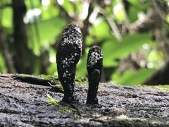 Xylaria castorea