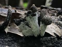 Xylaria castorea