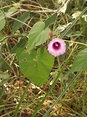 Ipomoea grandifolia