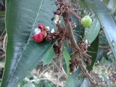 Doliocarpus