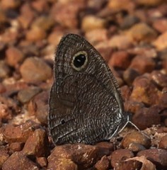 Ypthima asterope