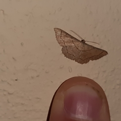 Cyclophora coecaria