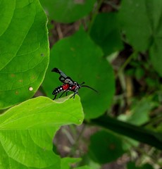 Poecilosoma eone