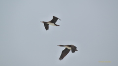 Leucocarbo bougainvillii