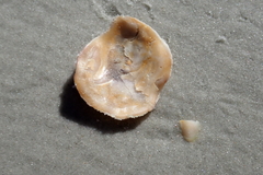 Ostrea equestris