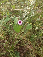 Ipomoea grandifolia