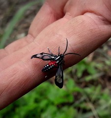 Poecilosoma eone