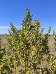 Baccharis palustris
