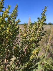 Baccharis palustris
