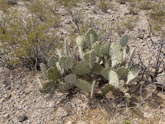 Opuntia arizonica