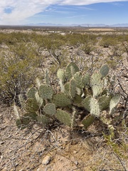 Opuntia arizonica